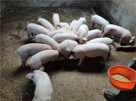 自動料槽