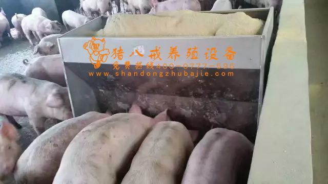 不銹鋼料槽,山東豬八戒養(yǎng)殖設(shè)備