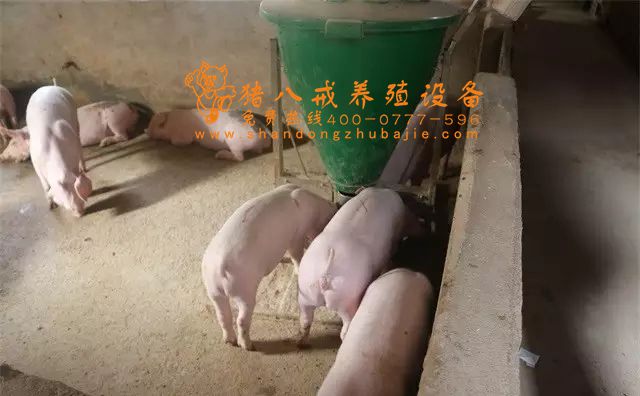 粥料器,智能粥料器豬八戒養(yǎng)殖設(shè)備,豬用料槽