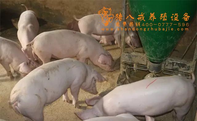 粥料器,智能粥料器豬八戒養(yǎng)殖設(shè)備,豬用料槽