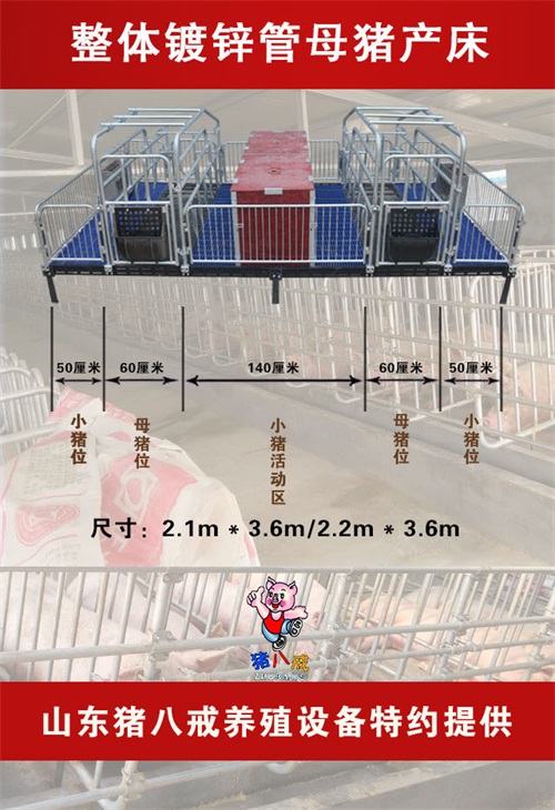 山東廣大客戶用上豬八戒國標2.5母豬產床